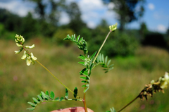 Astragalus strigulosus