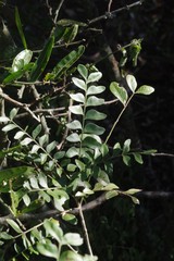 Ptaeroxylon obliquum