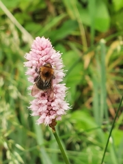 Bombus hypnorum
