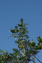 Ptaeroxylon obliquum
