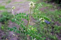 Astragalus strigulosus