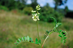 Astragalus strigulosus