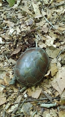 Kinosternon subrubrum