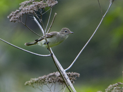 Elaenia chiriquensis