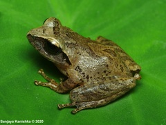 Pseudophilautus