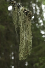 Usnea barbata