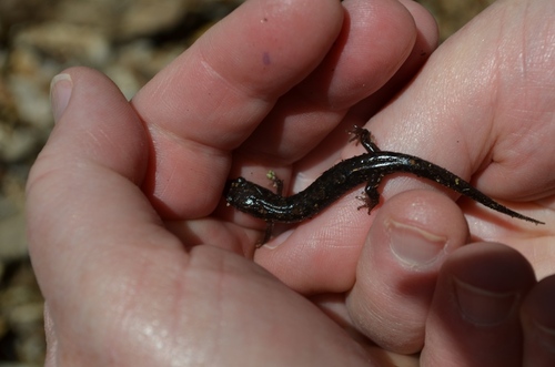Desmognathus ocoee