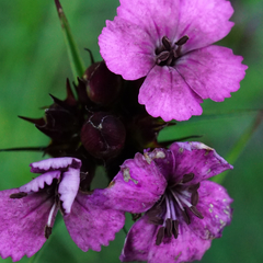 Microbotryum dianthorum