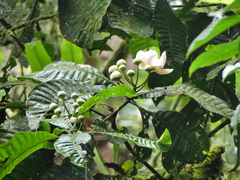 Lecythidaceae