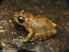 Pseudophilautus sarasinorum