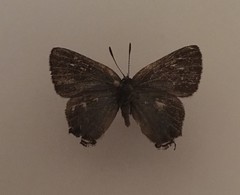 Callophrys spinetorum