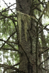 Usnea barbata