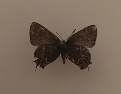 Callophrys spinetorum