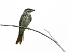 Myiodynastes maculatus