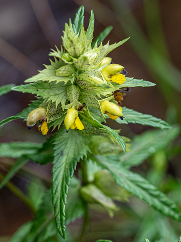 Alpine yellow rattle (Rhinanthus riphaeus)