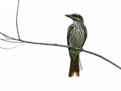 Myiodynastes maculatus