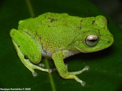 Pseudophilautus viridis