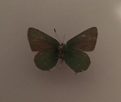 Callophrys affinis affinis