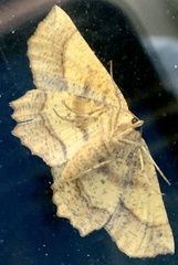 Euchlaena tigrinaria