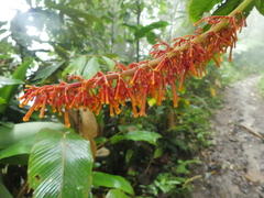 Palicourea sodiroi