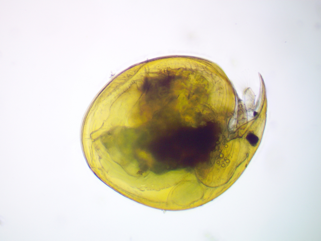 water flea