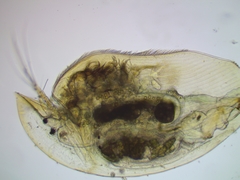 Image of Camptocercus rectirostris