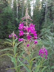 Chamaenerion angustifolium