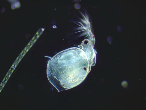 honeycomb waterflea