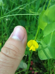 Lathyrus aphaca