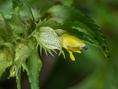 Rhinanthus riphaeus