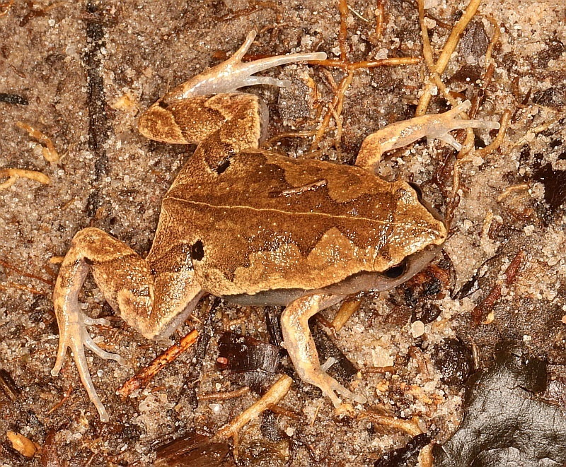Bolivian Bleating Frog
