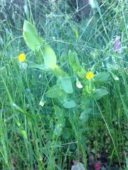 Lathyrus aphaca