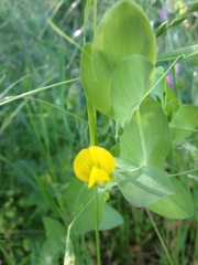 Lathyrus aphaca