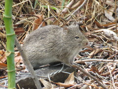 Sigmodon mascotensis