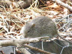 Sigmodon mascotensis