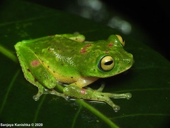 Green Bush Frog photo 3