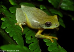 Pseudophilautus asankai