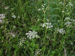 Pimpinella major