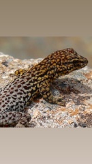 Quedenfeldtia trachyblepharus