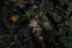 Senecio quinquelobus