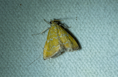 Xanthophysa psychicalis