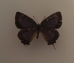 Hypaurotis crysalus citima