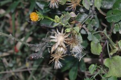 Senecio quinquelobus