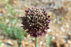 Allium atroviolaceum