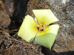 Calochortus concolor