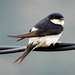 Western House-Martin - Photo (c) brian fisher, some rights reserved (CC BY-NC), uploaded by brian fisher