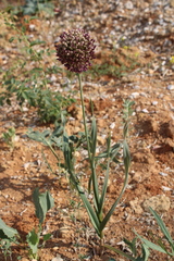 Allium atroviolaceum