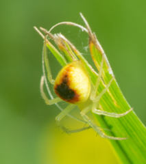 Araneus alboventris