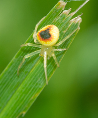 Araneus alboventris
