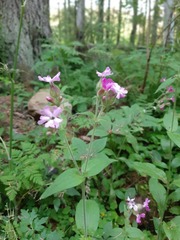 Silene dioica